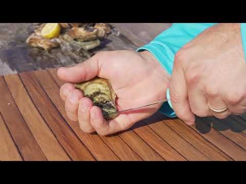 Toadfish Put 'Em Back Oyster Knife - Teal