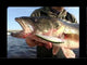 Rapala X-Rap® Saltwater 4" Electric Chicken