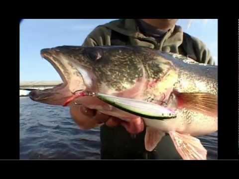 Rapala X-Rap® Saltwater 3-1/8" Purple Chartreuse